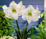Amaryllis - Single Bulb - Assorted Colors
