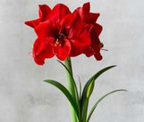  INDOORS Twin Oaks Nursery & Supply