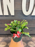 Christmas Cactus made by here at Twin Oaks Nursery & Supply