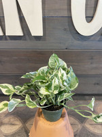  INDOORS Twin Oaks Nursery & Supply