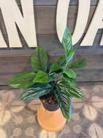 Monstera pinnatipartita 'Black Onyx' - 6 Inch