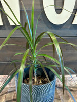 Modern Flow Terra Cotta Planter