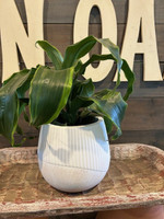 Linear Carved Terra Cotta Planter made by Blue Sky Clayworks here at Twin Oaks Nursery & Supply