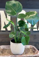 Mason Brick Terra Cotta Planter made by Blue Sky Clayworks here at Twin Oaks Nursery & Supply