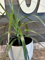 Mason Brick Terra Cotta Planter