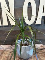 Metallic Grooves Terra Cotta Planter made by Blue Sky Clayworks here at Twin Oaks Nursery & Supply