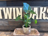 Metallic Grooves Terra Cotta Planter