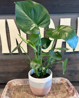 Natural Lines Terra Cotta Planter