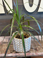 Basket Weave Terra Cotta Planter