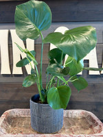 Shadow Edges Terra Cotta Planter made by Blue Sky Clayworks here at Twin Oaks Nursery & Supply