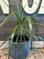 Shadow Edges Terra Cotta Planter