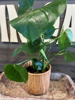 Sandlewood Terra Cotta Planter