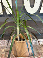 Sandlewood Terra Cotta Planter