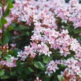 Snow Pink Indian Hawthorne made by here at Twin Oaks Nursery & Supply