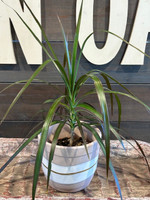 Organic Stripe Terra Cotta Planter