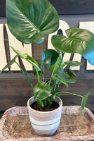 Organic Stripe Terra Cotta Planter