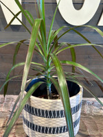 Woven Basket Terra Cotta Planter