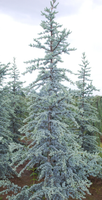 Serpentine Blue Atlas Cedar made by here at Twin Oaks Nursery & Supply