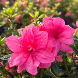 Encore Azalea Autumn Empress made by here at Twin Oaks Nursery & Supply