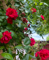 Peggy Martin Climbing Rose