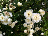 Peggy Martin Climbing Rose