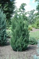 Blue Point Juniper made by here at Twin Oaks Nursery & Supply