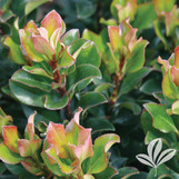 Dwarf Umbellata Indian Hawthorne