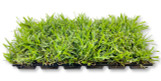 Saint Augustine Grass Plugs