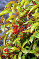 Lime Sizzler Firebush