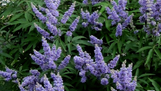 Shoal Creek Vitex
