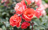 Double Knock Out Rose