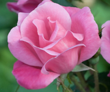 Original Knock Out Rose