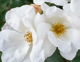 Original Knock Out Rose