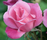 KNOCK OUT ROSE OUTDOORS Twin Oaks Nursery & Supply