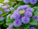 Ageratum