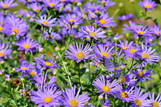 Aster - Assorted Varieties made by here at Twin Oaks Nursery & Supply