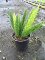 Foxtail Fern made by here at Twin Oaks Nursery & Supply