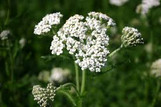 Yarrow - Achillea - Assorted Varieties