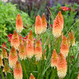 Red Hot Poker - Kniphofia -Assorted Varieties