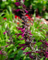 Plum Crazy Salvia made by here at Twin Oaks Nursery & Supply