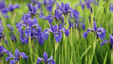 Iris - Assorted Varieties made by here at Twin Oaks Nursery & Supply