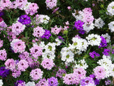 Verbena - Assorted Varieties