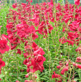 Penstemon - Beardtongue - Assorted Varieties