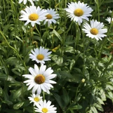 Shasta Daisy made by here at Twin Oaks Nursery & Supply