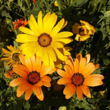 African Daisy - Osteospermum - Assorted Varieties made by here at Twin Oaks Nursery & Supply