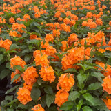 Crossandra Orange - Firecracker Flower made by here at Twin Oaks Nursery & Supply