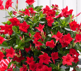 Dipladenia - Assorted Varieties