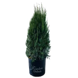 Blue Spire Juniper made by here at Twin Oaks Nursery & Supply