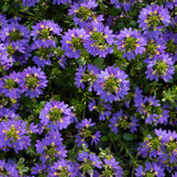 Scaevola - Assorted Varieties made by here at Twin Oaks Nursery & Supply