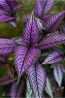 Persian Shield